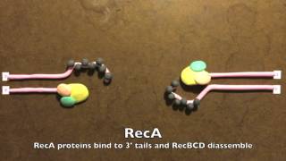 Homologous Recombination in Prokaryotes [upl. by Jochebed]