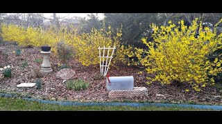 Planting Forsythia [upl. by Narhet]