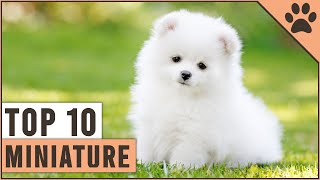 Top 10 Miniature Dog Breeds That Are Just Too Cute [upl. by Daniela972]