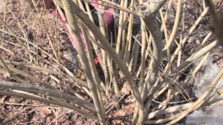 How to Prune Forsythia [upl. by Maharg]