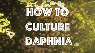 How To Culture Daphnia Magna [upl. by Nalloh507]