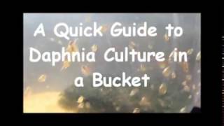 How to culture daphnia outside [upl. by Nonahs]