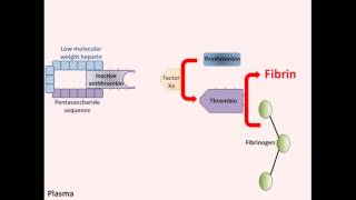 Heparin  Mechanism of Action [upl. by Adara]