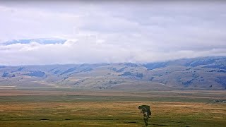 National Museum of Wildlife Art  Live Elk Refuge [upl. by Ahsieyt162]