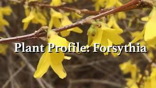 Plant Profile Forsythia [upl. by Pearlstein997]