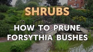 How to Prune Forsythia Bushes [upl. by Lerad503]