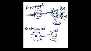 Presynaptic vs Postsynaptic Inhibition [upl. by Murat]