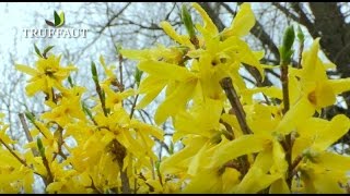 Comment tailler un forsythia   Truffaut [upl. by Nitsirt]