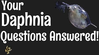 Daphnia Questions Answered [upl. by Catto]