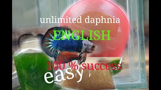 daphnia moina culture Easy way Unlimited production English  with sub Green water Chlorella [upl. by Garnet]