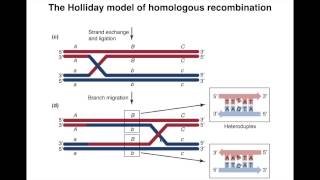 Homologous Recombination I [upl. by Gere]