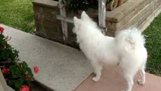 American eskimo barking [upl. by Junno361]