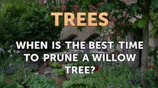 When Is the Best Time to Prune a Willow Tree [upl. by Aerehs]