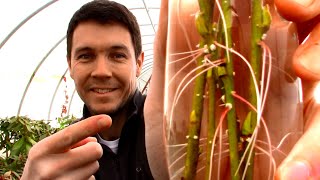 WATER vs SOIL Plant Propagation  How to Grow a Weeping Willow Tree From Stem Cuttings [upl. by Bubalo90]