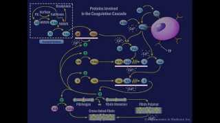 The Coagulation Cascade [upl. by Eiramyelhsa703]