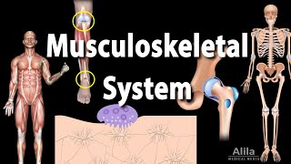 Overview of the Musculoskeletal System Animation [upl. by Evey]