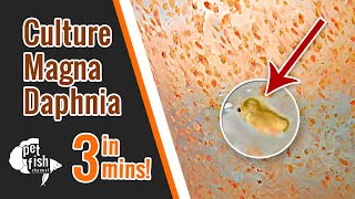 How to culture DAPHNIA MAGNA  The easy way [upl. by Divd]