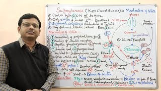 Diabetes Mellitus Part10 Mechanism of Action of Sulfonylurease  Antidiabetic Drugs  Diabetes [upl. by Aleusnoc]