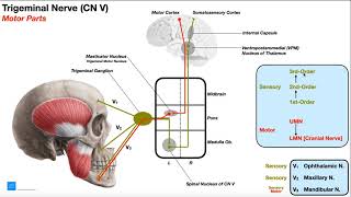 Cranial Nerve V  Trigeminal Nerve Part 1  Origin Structure Pathway amp Function [upl. by Jezrdna727]