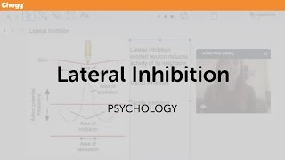 Lateral Inhibition  Psychology  Chegg Tutors [upl. by Elletnwahs963]