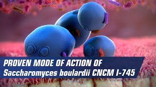 Proven mode of action of Saccaromyces boulardii CNCM I745 [upl. by Madalena]