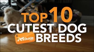 Top 10 Cutest Dog Breeds [upl. by Malvia284]