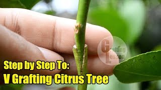 V Grafting Citrus Tree Step by Step [upl. by Nahtaj]