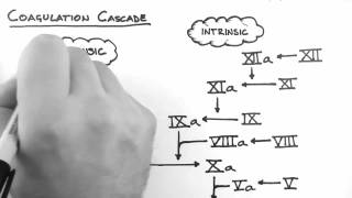 Haemostasis 2  Coagulation Cascade [upl. by Iila]