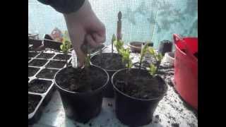 How to Propagate Forsythia from Softwood Cuttings [upl. by Auhel]