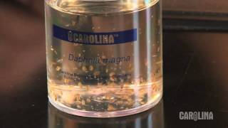 How to Care for Daphnia [upl. by Wiltsey]