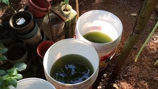 How to grow Green Water Algae [upl. by Lavella924]