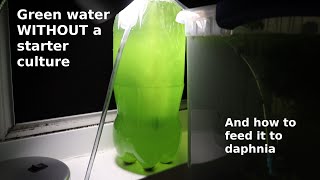 Green Water WITHOUT a Starter Culture  From Scratch  How To [upl. by Loreen]