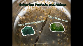 How To Culture Daphnia and Moinas using Green Water Spirulina powder [upl. by Erasmo]