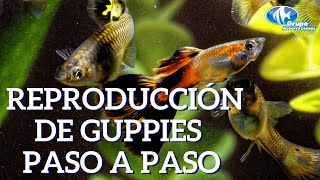 Reproducción de peces Guppys Poecilia reticulata [upl. by Cyndy702]