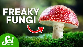 The Craziest Fungi On Earth Today [upl. by Evangelist242]