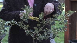 Gardening Tips  How to Prune a Holly Bush [upl. by Shult]