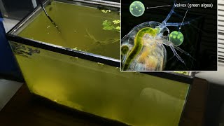 Raising Daphnia for the Freshwater Aquarium [upl. by Ydnagrub]