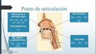 Fonética y fonología Fonemas consonánticos y vocálicos [upl. by Blodgett426]