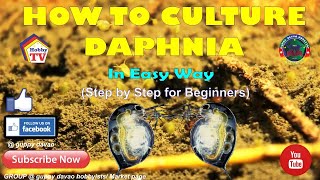 HOW TO CULTURE DAPHNIA In Easy Way [upl. by Llehsem602]