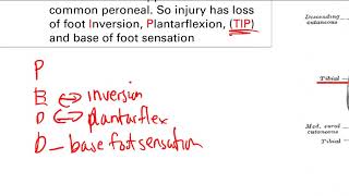 Lower Extremity Nerve Injury  MSK  Step 1 Simplified [upl. by Anabelle]