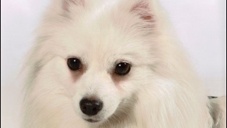 American Eskimo Dog History Personality Health Care [upl. by Neeuq]